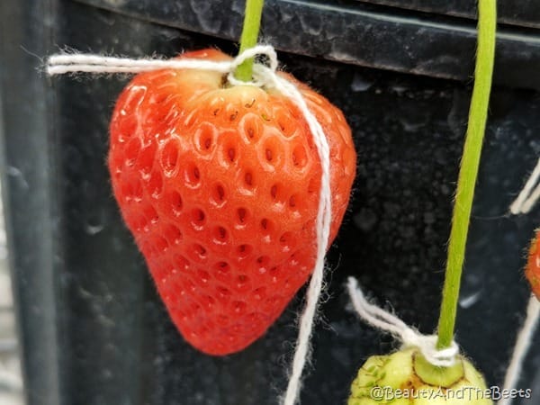 Florida Strawberry #FLStrawberry GCREC Beauty and the Beets