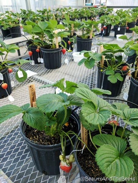 Hybrid Strawberry GCREC Beauty and the Beets