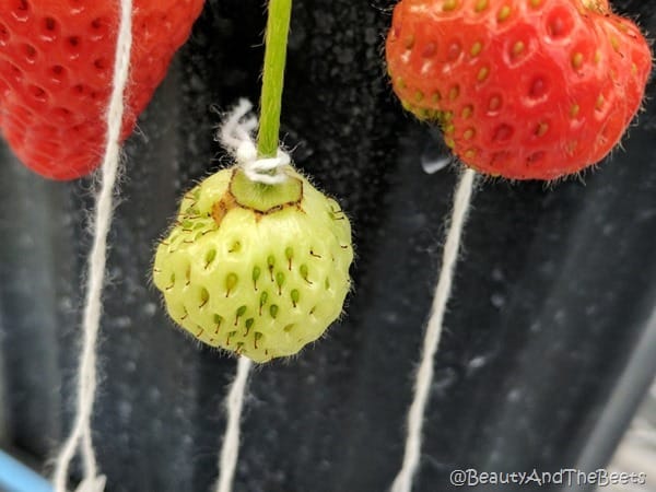 Strawberries white GCREC Beauty and the Beets