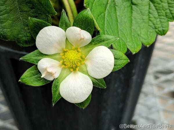 Strawberry Flower GCREC Beauty and the Beets