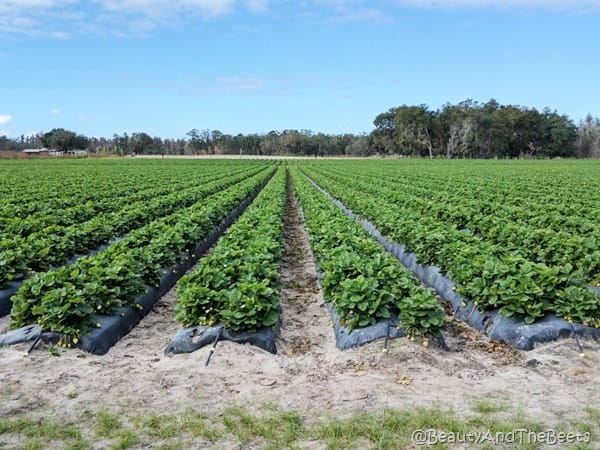 Strawberry Station Plant City Beauty and the Beets