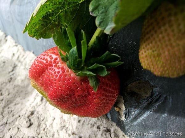 Strawberry Station Strawberry Beauty and the Beets