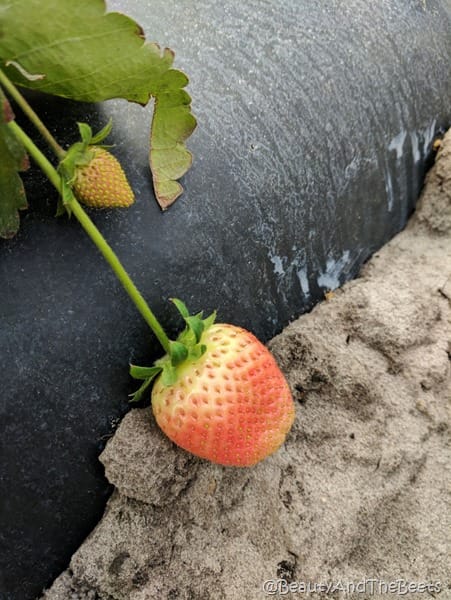 Strawberry Station strawberries Beauty and the Beets