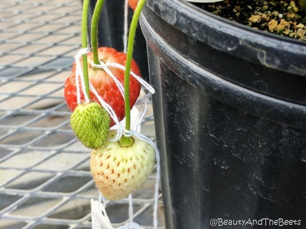 Strawberry phases GCREC Beauty and the Beets