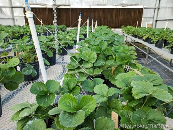 University of Florida Research and Education Center greenhouse Beauty and the Beets