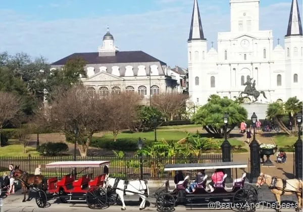 Horse carriages Jackson Square New Orleans Beauty and the Beets