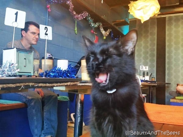 yawn Blue Cat Cafe Austin Beauty and the Beets