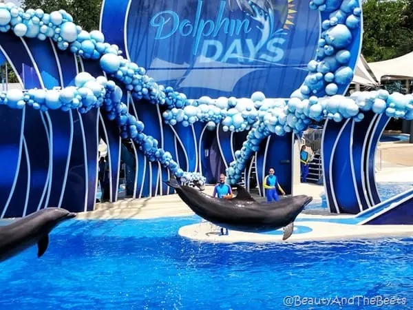 Dolphin Days Sea World Orlando Beauty and the Beets (4)