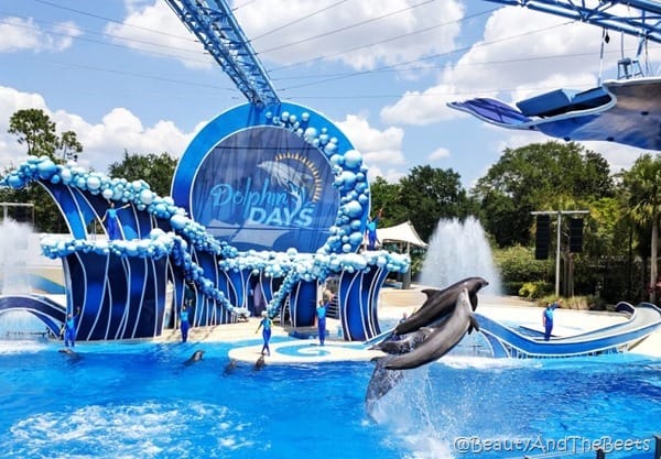 Dolphin Days Sea World Orlando Beauty and the Beets (6)