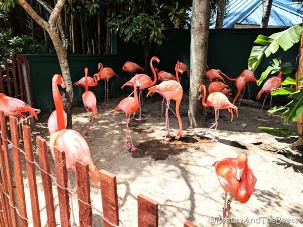 Flamingos Sea World Beauty and the Beets