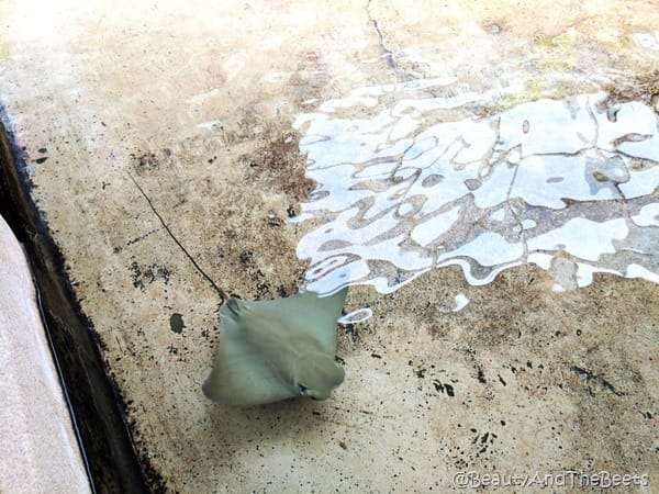 Stingray Sea World Beauty and the Beets