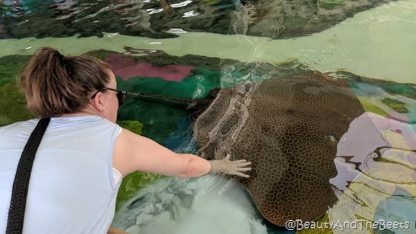 Stingray touch Sea World Orlando Beauty and the Beets