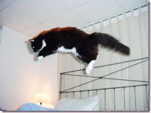 a tuxedo kitten jumping in the air across a wrouth iron bed