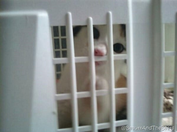 a calico kitten peering out from underneath a white laundry basket