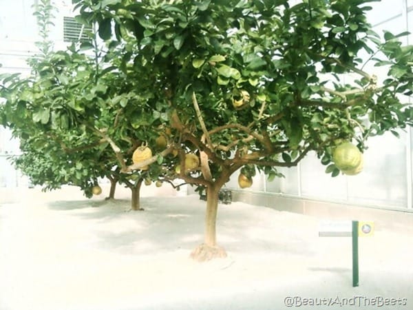 a row of lemon trees with very large yellow lemons on it