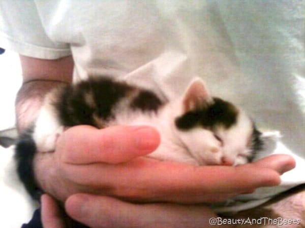 a tiny calico kitten in the large hands of a man wearing a white tee shirt