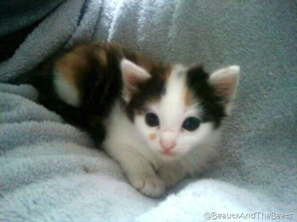 a tiny calico kitten with very large round blue eyes on a blue blanket