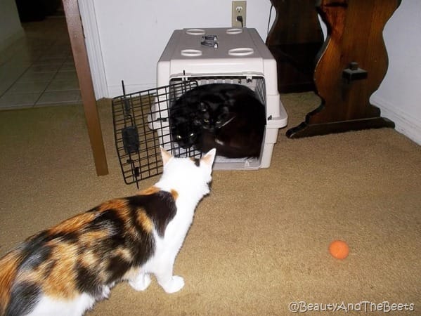 calico kitten looking in an open cat carrier at two cuddled together black cats