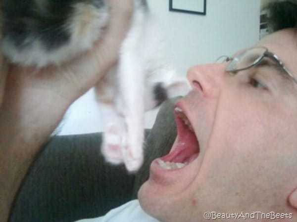 Mr. Beet trying to eat a tiny calico kitten