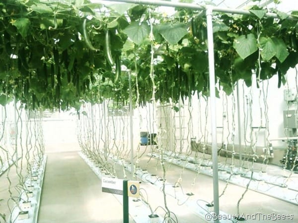 plants growing above a row of watering lines