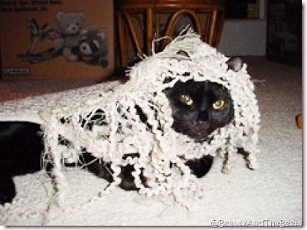 a black cat tangled up in a shredded rug, making him look like a rasta kitten