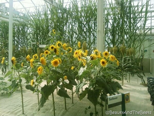 big sunflowers growing tall in white sand inside a greenhouse