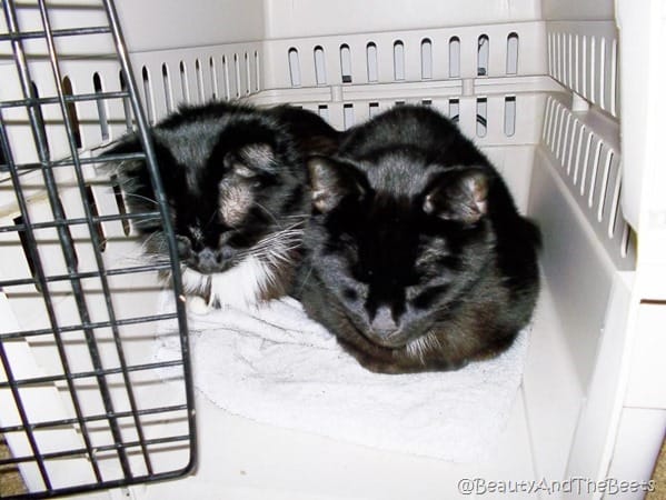 a tuxedo and a black cat both in a cat loaf pose in an open cat carrier