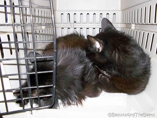 two furry black cats cuddled together in an open cat carrier