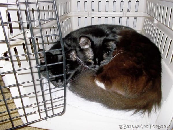 2 black cats cuddled in an open cat carrier, lookimng like two heads and one body