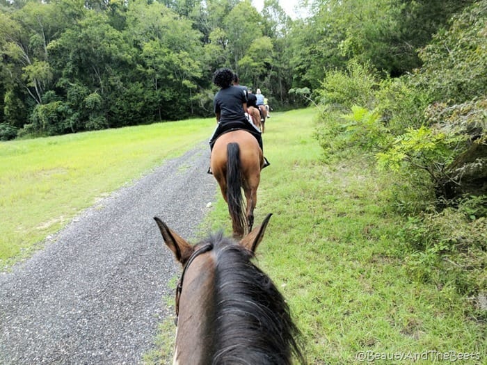 The Canyons Horseback Riding Ocala Beauty and the Beets (5)