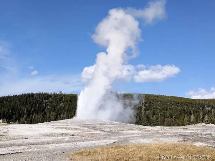 Old Faithful Yellowstone National Park Wyoming Beauty and the Beets