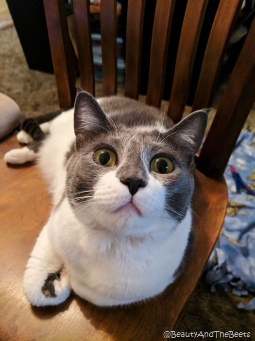 Wigglebutt Charlotte Raven Poe Beauty and the Beets