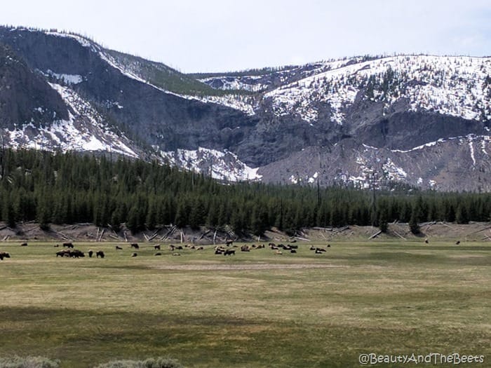 Yellowstone National Park Beauty and the Beets