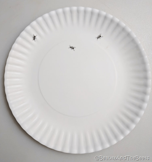 Paper Ant Plate Beauty and the Beets Amazon