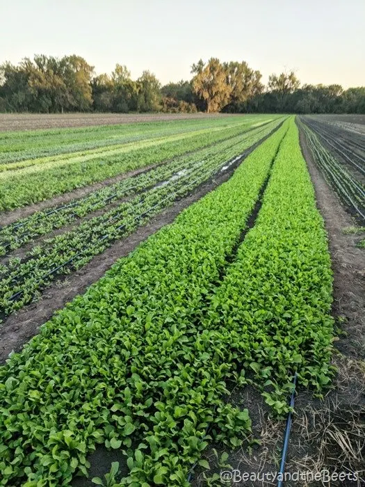 #FarmFoodTour Kansas Beauty and the Beets arugula