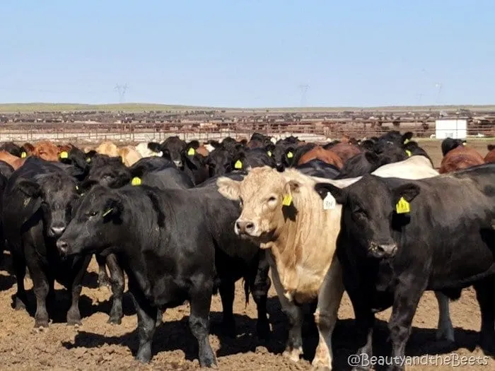 #FarmFoodTour Kansas Beauty and the Beets cattle