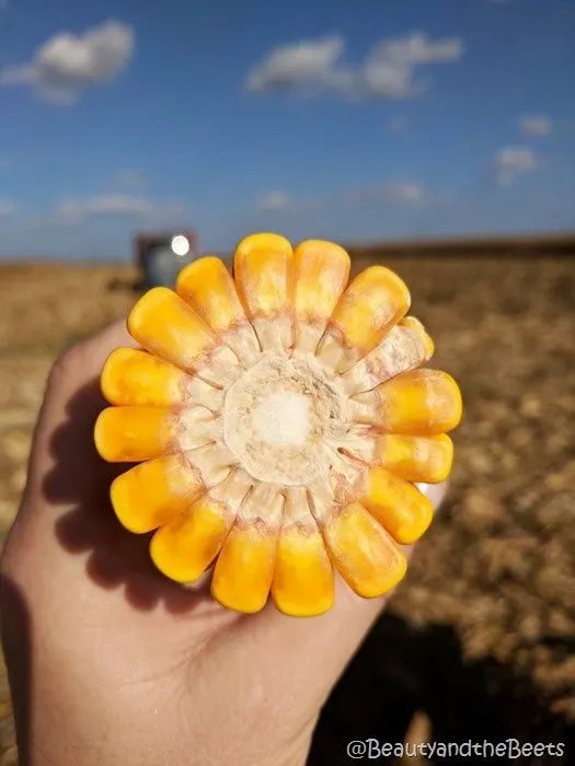 #FarmFoodTour Kansas Beauty and the Beets corn burst