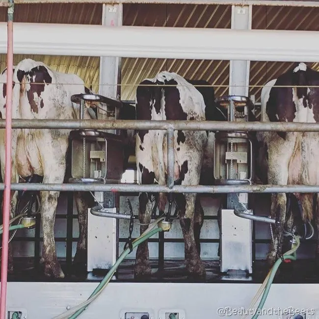 #FarmFoodTour Kansas Beauty and the Beets dairy wheel