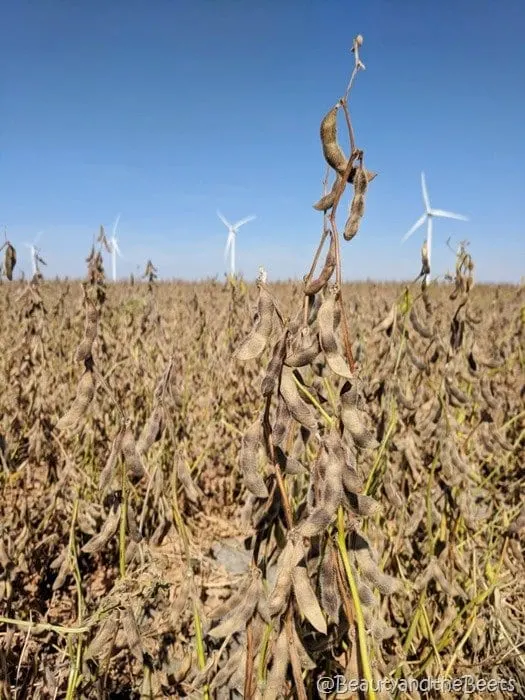 #FarmFoodTour Kansas Beauty and the Beets soybean