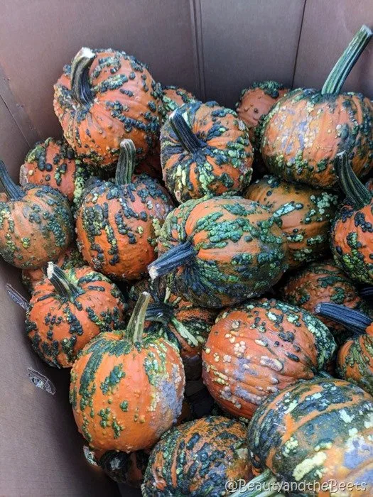 #FarmFoodTour Kansas Beauty and the Beets wart goblin pumpkins