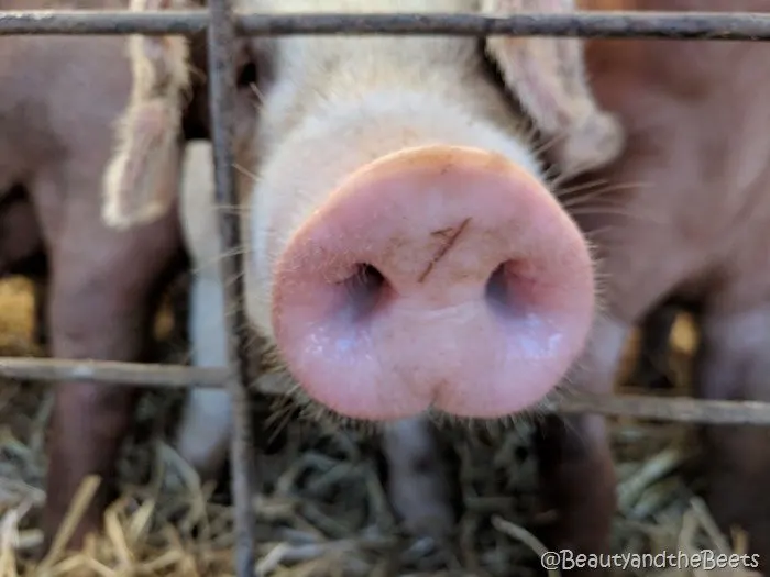 #FarmFoodTour Kansas pig nose Beauty and the Beets