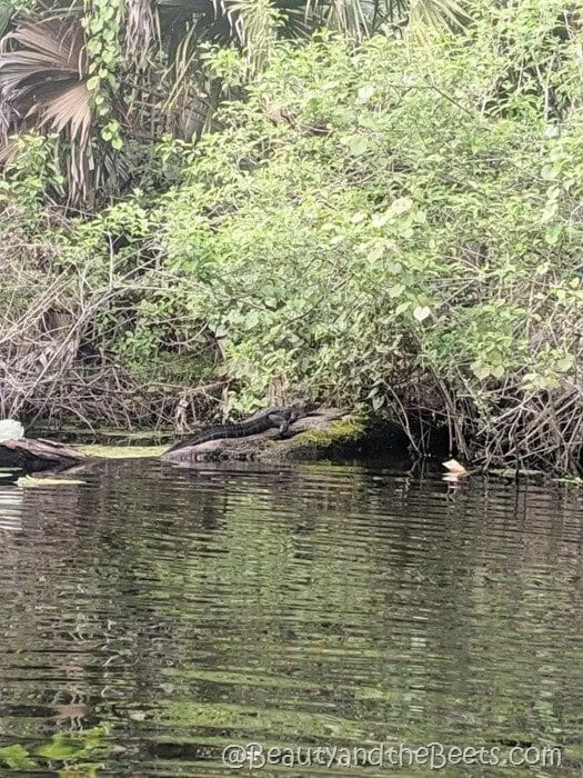 Alligator Wekiva River Beauty and the Beets
