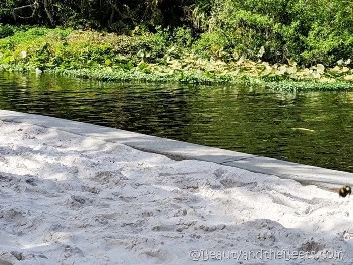 Wekiva Island Beauty and the Beets white sand