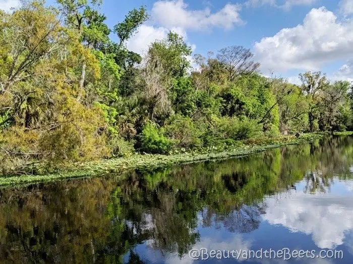 Wekiva River Wekiva Island Beauty and the Beets