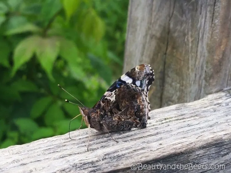 Applacgian Trail butterfly Beauty and the Beets