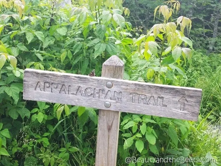 Clingmans Dome Appalachian Trail Beauty and the Beets