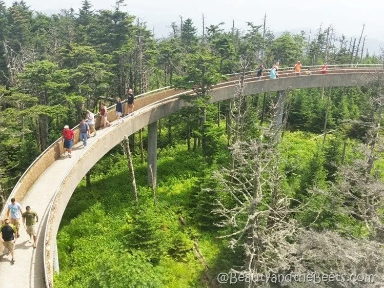 Clingmans Dome Smokies Beauty and the Beets