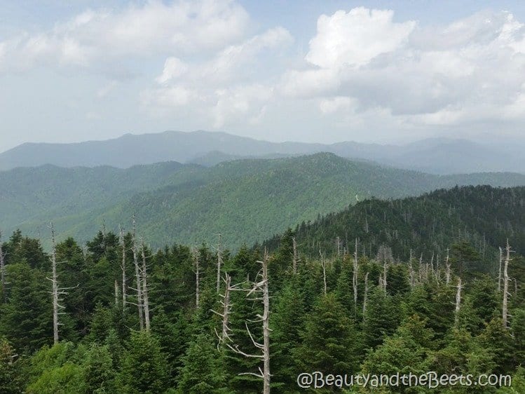 Clingmans Dome Smoky Mountains Beauty and the Beets