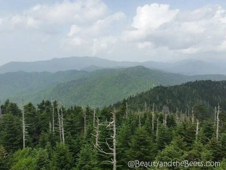 Clingmans Dome Smoky Mountains Beauty and the Beets