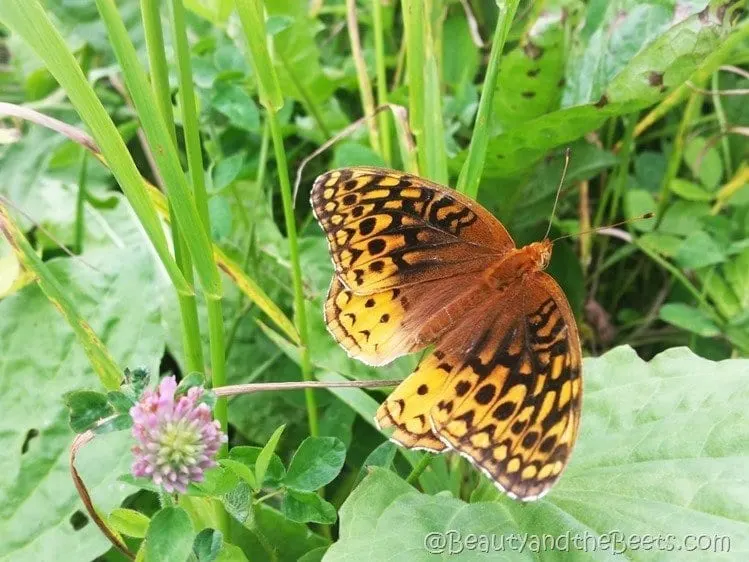 Clingmans Dome butterfly Beauty and the Beets